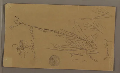 Piirustus, kasvitieteellisiä luonnoksia kasvin yksityiskohdista, Jamaika, heinäkuu 1865.