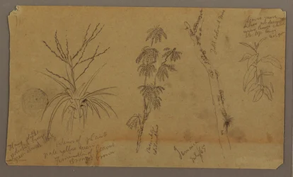 Piirros, kasvitieteellisiä luonnoksia; Kääntöpuoli: Pilviä, heinäkuu 1865.