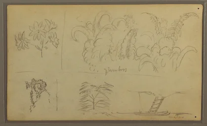 Piirustus, kasvitieteellisiä luonnoksia; Kääntöpuoli: Lisko, palmu, 1857.
