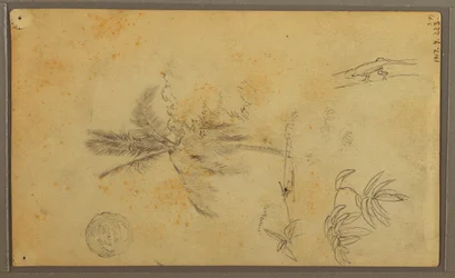 Piirustus, kasvitieteellisiä luonnoksia; Kääntöpuoli: Lisko, palmu, 1857.