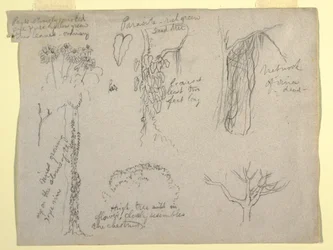 Piirustus, kasvitieteellisiä tutkimuksia Rio Magdalenasta, Kolumbia:  1853: Loinen, kuollut puu