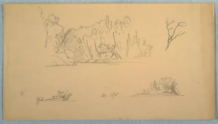 Piirustus, Kasvitieteellisiä luonnoksia: puu, puita rannalla, syyskuu 1876