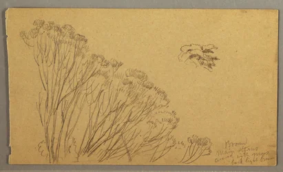 Piirros, pensasmaisia puita, mahdollisesti 1865-66