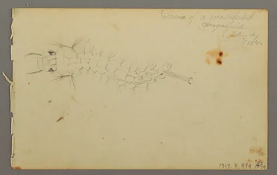 Piirros, Pilvitutkimus, 1844
