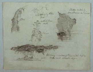 Piirros, Yksityiskohtia kukista, kasveista ja puista joen rannalla, Rio Magdalena, Kolumbia, 1853, luultavasti toukokuu.