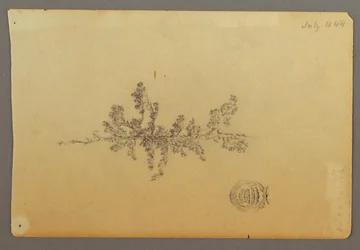 Piirros, Ikivihreä puu, 1844