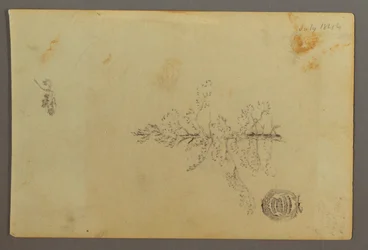 Piirros, Ikivihreä puu, 1844