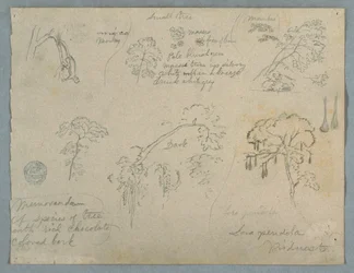 Piirros, Viisi kasvitieteellistä tutkimusta ja riippuva apina, luultavasti Kolumbia, 1853.