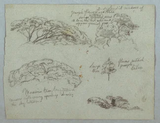 Piirros, Viisi tutkimusta puiden latvoista, Rio Magdalena, Kolumbia, 1853, luultavasti toukokuu.