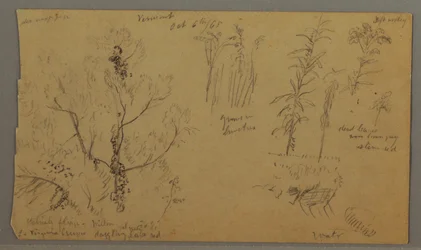 Piirustus, Flora Studies, 6. lokakuuta 1865.