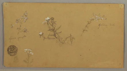 Piirros, Kukkivat kasvit, n. 1856