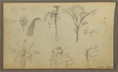 Piirros, maisema, Guayaquil, Ecuador, 21. toukokuuta 1857.