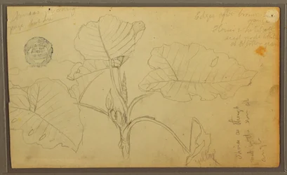 Piirros, Lehdet, 1857