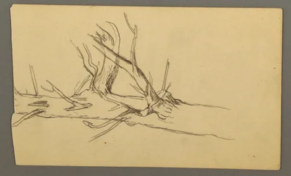 Piirros, Kuolleen puun rungon keskiosaa, 1877