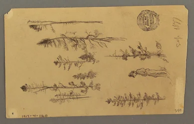 Piirros, vuorenhuippu, 1877