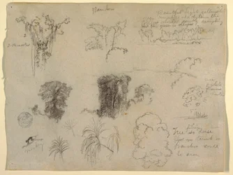 Piirustus, luontotutkimus, luultavasti Kolumbiasta: Apina, loiset ja puut, 1853.