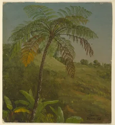 Piirros, Palmu, Jamaika, kesäkuu 1865