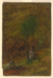 Piirros, palmupuut, heinäkuu 1865