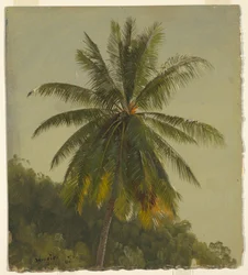 Piirros, palmuja, Länsi-Intia, kesäkuu 1865, 1865