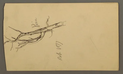 Piirustus, Mänty, syyskuu 1877