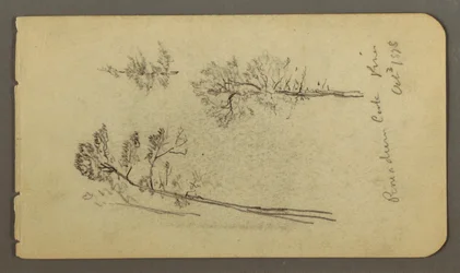 Piirros, Mäntyopinnot, 1878