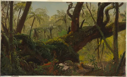 Piirros, sademetsä, Jamaika, Länsi-Intia, huhti-elokuu 1865.