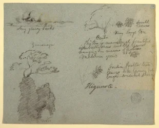 Piirros, jokiranta ja kasvitieteellisiä luonnoksia Higuerotesta, Ecuadorista, toukokuu 1853 