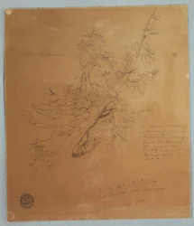 Piirros, Järeä puu Kanadan pankin luona Niagaran putousten alapuolella, syyskuu 1856.