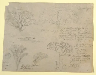 Piirros, sarja kasvitieteellisiä tutkimuksia, mukaan lukien alligaattori ja hirviömäinen puu, Rio Magdalenalta katsottuna, Kolumbia, 1853.