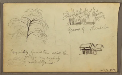 Piirros, kadunkulma Guaquilissa, Ecuadorissa; Kääntöpuoli: Kasvitieteellisiä luonnoksia, talo, Ecuador tai Kolumbia, 1857.
