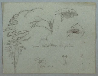 Piirustus, Tutkimuksia Rio Magdalenan vesistöstä, Kolumbia:  Puiden latvoja, lentävä valkoinen lintu, köynnöksiä ja kolme kukkivaa kasvia, 1853, luultavasti toukokuu.