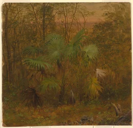 Piirros, Thatch Palm, Jamaika, toukokuu 1865.