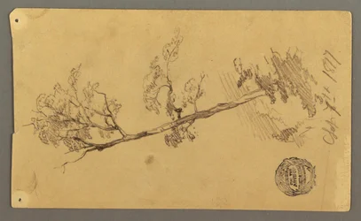Piirros, puu, 1877