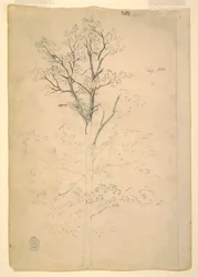 Piirros, puu, syyskuu 1844
