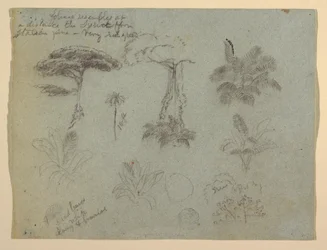Piirros, Puustotutkimus Rio Magadalenalta katsottuna, Kolumbia, 1853.