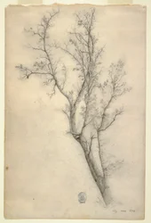 Piirros, Monihaarainen puu, heinäkuu 1844