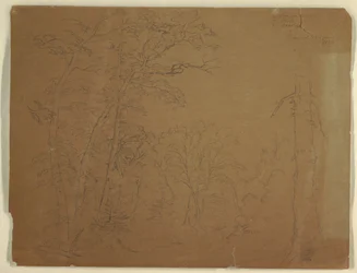 Piirros, Puut, Grand Mananin saari, Kanada, 1851