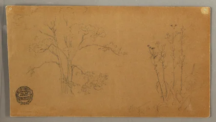 Piirros, Puut ja kasvit, Elecampene, syyskuu 1856.