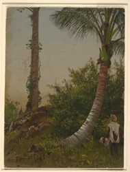 Piirros, Puut Jamaikalla, Länsi-Intia, 1865