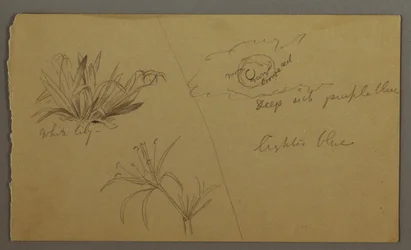 Piirros, Valkoinen lilja, kuu, mahdollisesti 1865-66.