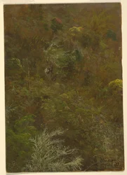 Hillside puita, Jamaika