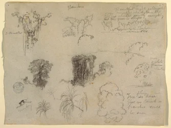 Nature Studies, luultavasti Kolumbiasta: apina, loiset ja puut