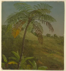 Palmu, Jamaika
