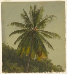 Tutkimus Palm Tree, Jamaika