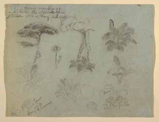 Tree Studies nähtynä Rio Magdalena, Kolumbia