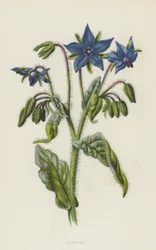 Purasruoho (chromolitho)