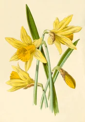 Narsissi, 1877.
