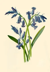 Hyasintti, 1877.