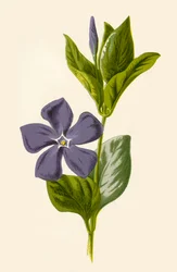 Periwinkle, 1877.
