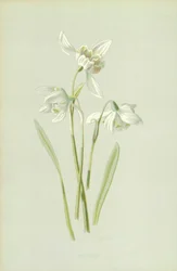 Lumikello